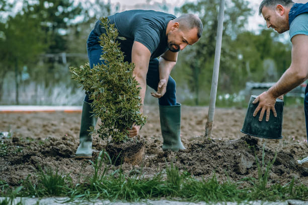 How Our Tree Care Process Works  in  Richlands, NC