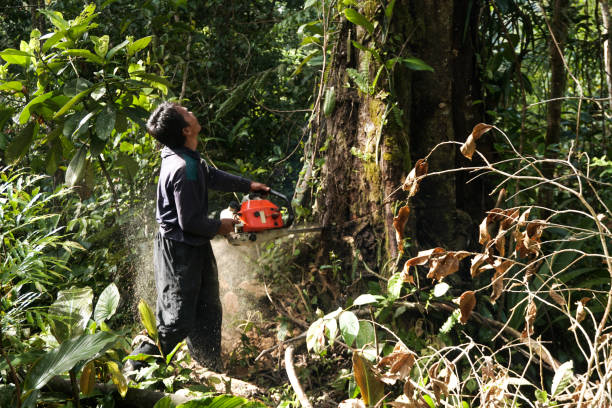 Trusted Richlands, NC Tree Removal Experts